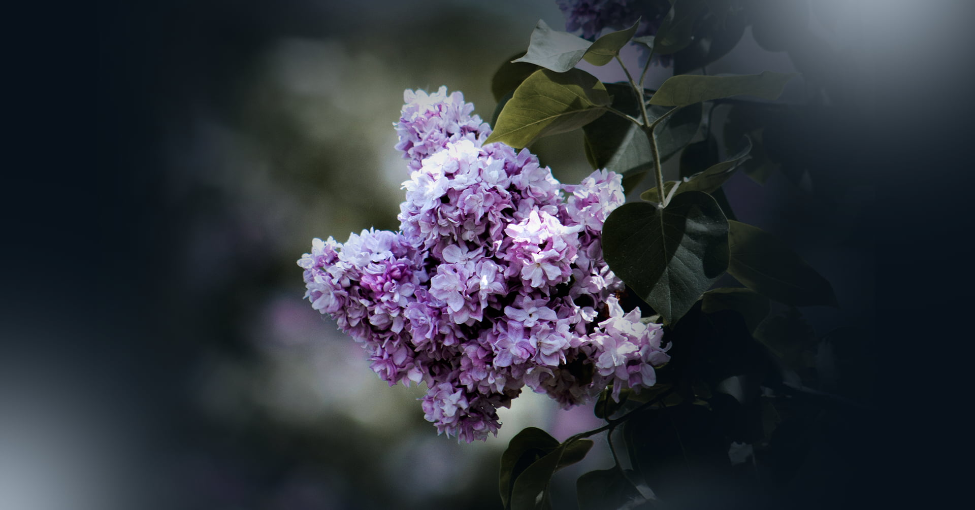 photo - ВЕСНЯНИЙ ВІТЕР