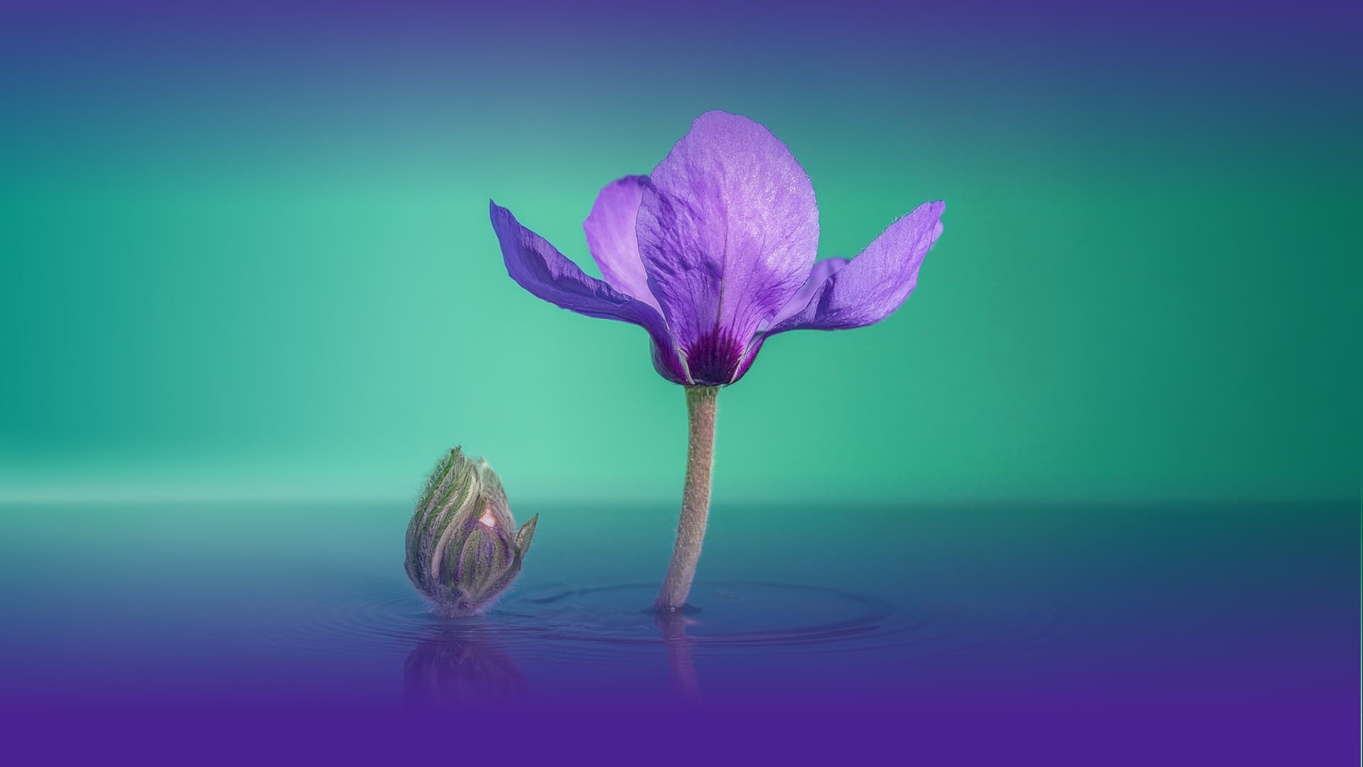 photo - NotaBene+ Мельник, Фещак