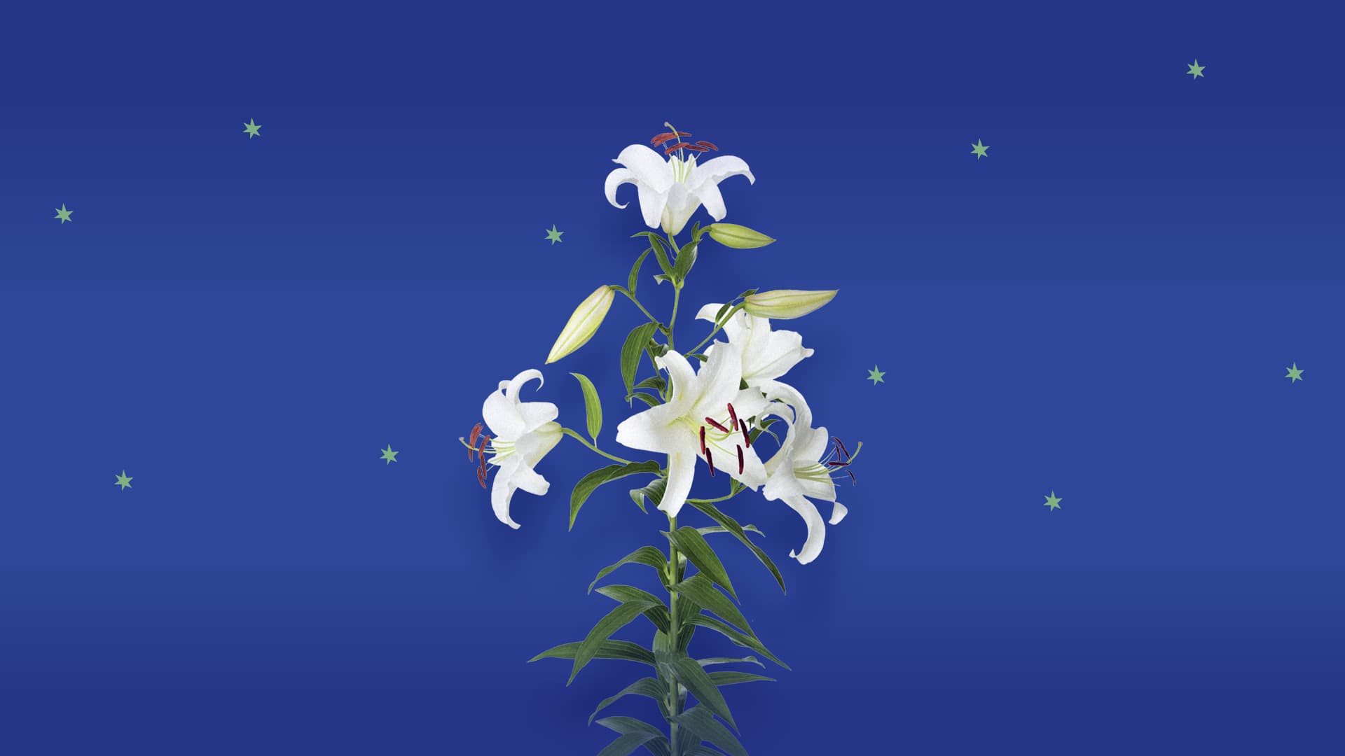 photo - Бах: Пасхальна Ораторія & Маґніфікат