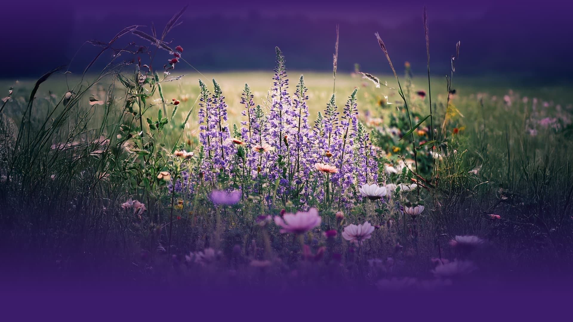 photo - NOTABENE+ САСЬКО, ГРОМАДСЬКА