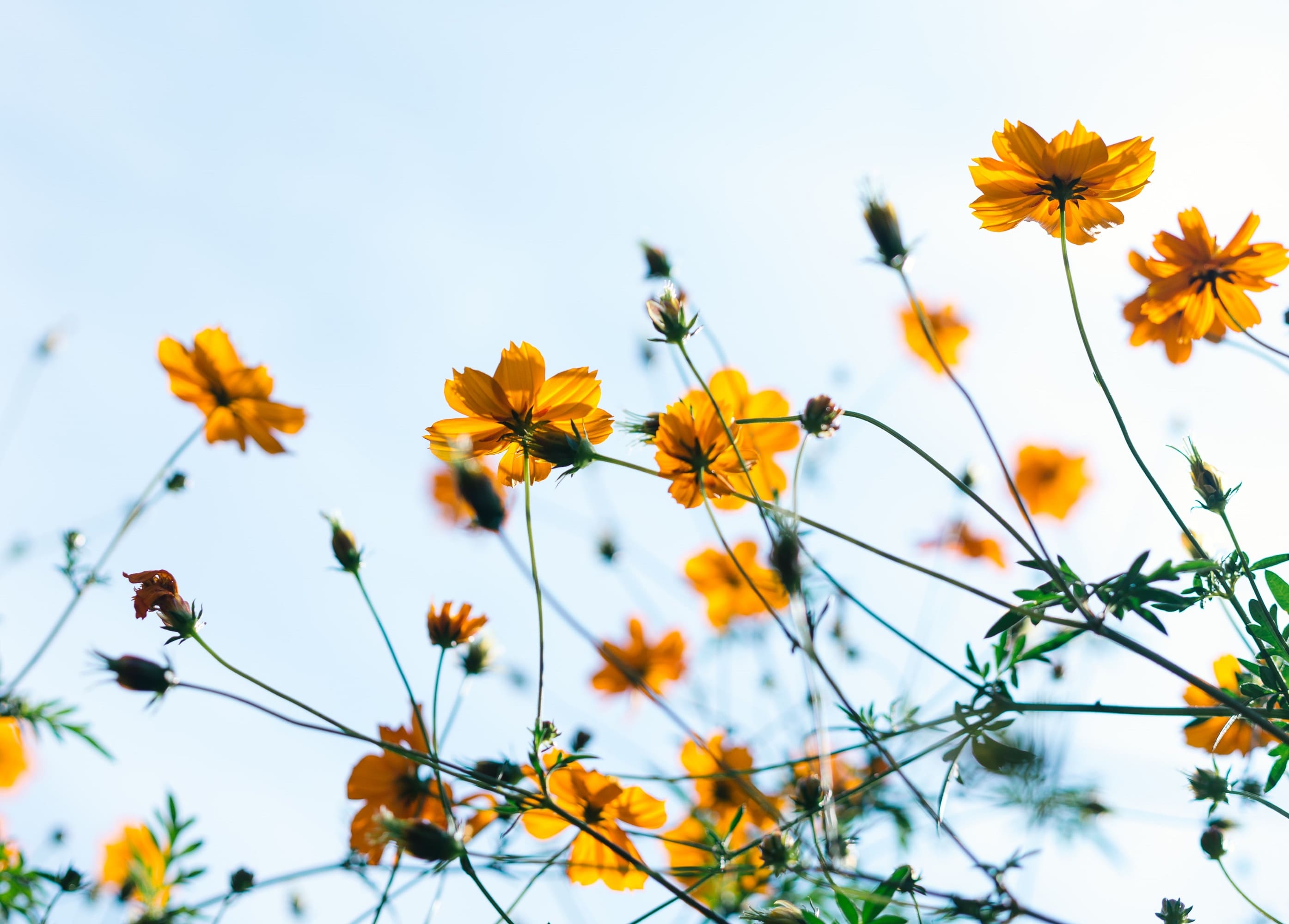 photo - ФРАНЦУЗЬКА ВЕСНА