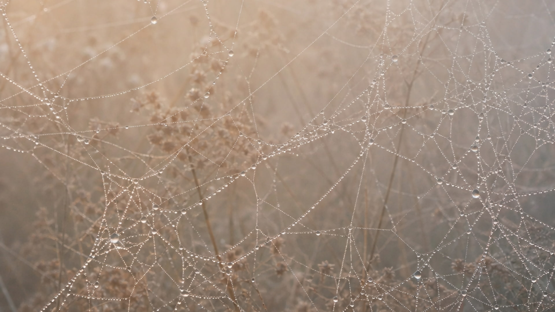 photo - Autumn Baroque